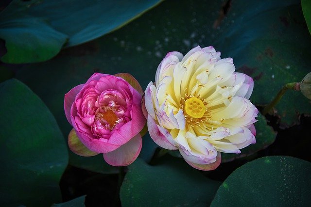 Descărcare gratuită Golden Lotus Border Pink Outdoor - fotografie sau imagini gratuite pentru a fi editate cu editorul de imagini online GIMP