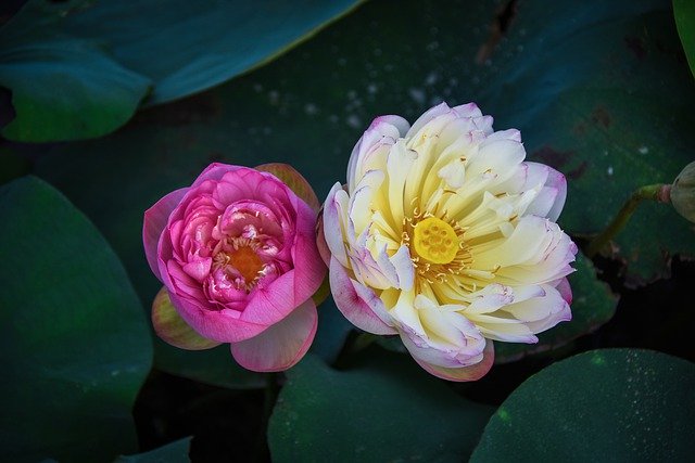 Free download Golden Lotus Border Pink Outdoor -  free photo or picture to be edited with GIMP online image editor