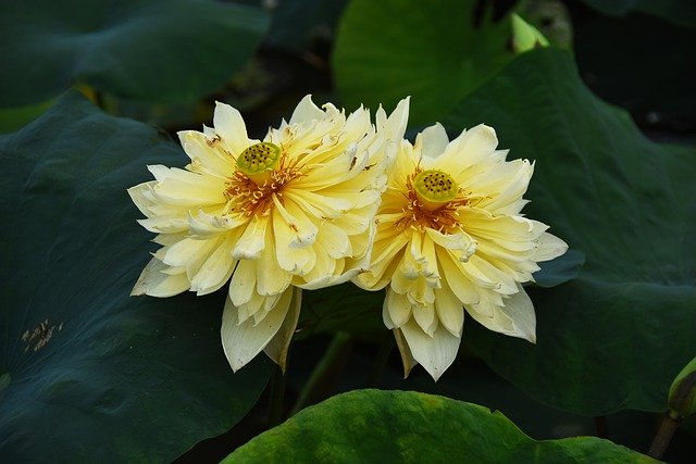 Golden Lotus Dress Outdoor を無料ダウンロード - GIMP オンライン画像エディターで編集できる無料の写真または画像