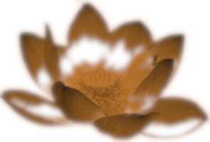 Free download Golden Lotus free photo or picture to be edited with GIMP online image editor