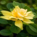 Golden lotus wallpaper  screen for extension Chrome web store in OffiDocs Chromium