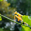 Golden mantis  screen for extension Chrome web store in OffiDocs Chromium
