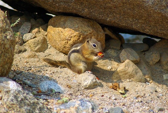 Download gratuito Golden Mantled Ground Squirrel - foto o immagine gratuita da modificare con l'editor di immagini online di GIMP