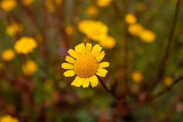 Free download golden marguerite flower plant free picture to be edited with GIMP free online image editor