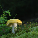 Golden mushroom  screen for extension Chrome web store in OffiDocs Chromium