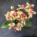 Golden orchid branches  screen for extension Chrome web store in OffiDocs Chromium