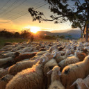 Golden Pastoral Sunset Theme  screen for extension Chrome web store in OffiDocs Chromium