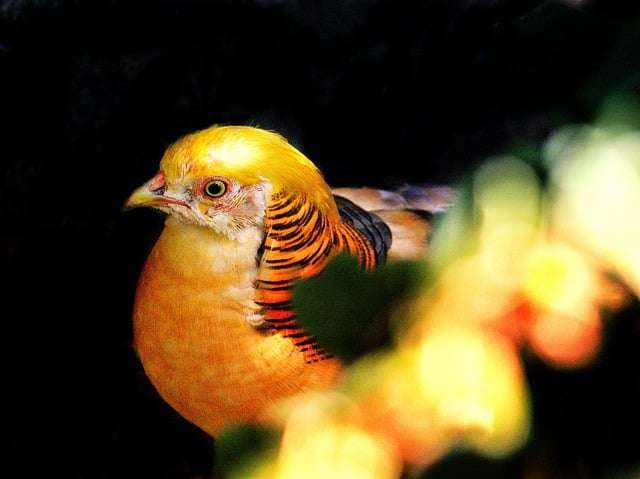 Free download golden pheasant pheasant bird free picture to be edited with GIMP free online image editor