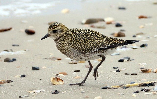 הורדה חינם Golden Plover Bird Beach - תמונה או תמונה בחינם לעריכה עם עורך התמונות המקוון GIMP