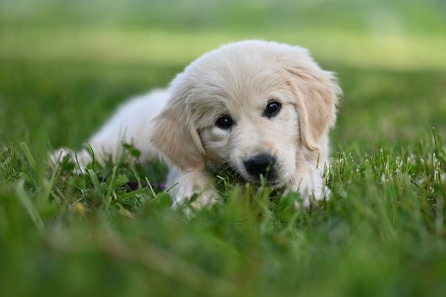 Free download golden retriever amber blue free picture to be edited with GIMP free online image editor
