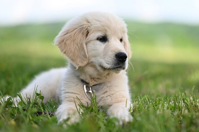 Free download golden retriever amber blue animal free picture to be edited with GIMP free online image editor