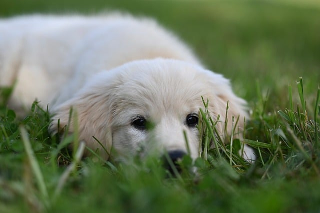 Free download golden retriever amber blue dog free picture to be edited with GIMP free online image editor