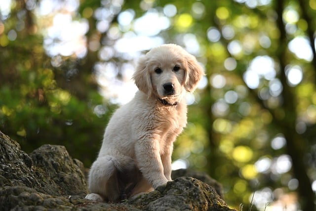 Free download golden retriever amber blue puppy free picture to be edited with GIMP free online image editor
