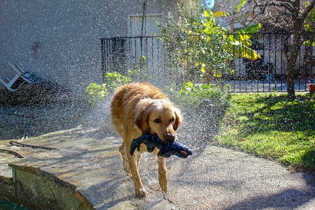 Free picture Golden Retriever Dog -  to be edited by GIMP free image editor by OffiDocs