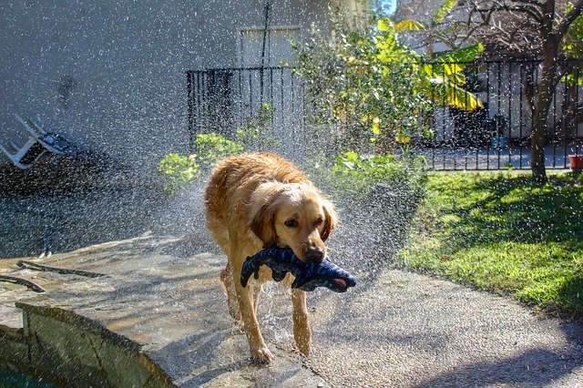Free download Golden Retriever Dog -  free photo or picture to be edited with GIMP online image editor