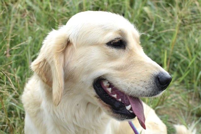 Free download Golden Retriever Dog Animal -  free free photo or picture to be edited with GIMP online image editor