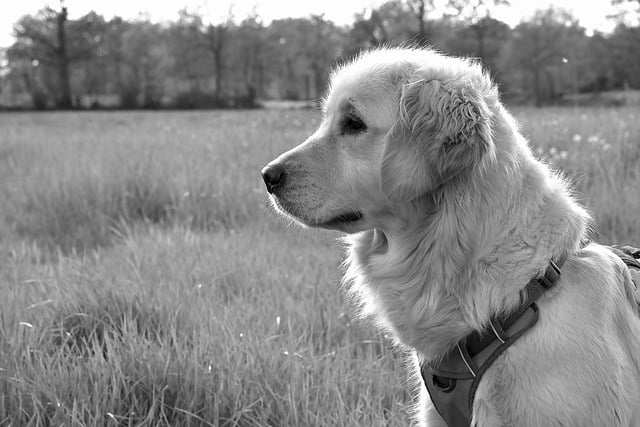 Free download golden retriever dog animal grass free picture to be edited with GIMP free online image editor