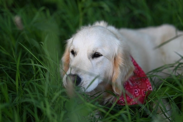 Free download golden retriever dog animal nature free picture to be edited with GIMP free online image editor