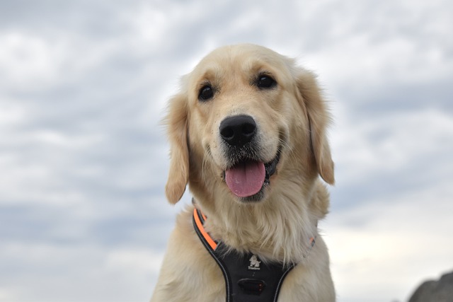 Free download golden retriever dog outdoors sky free picture to be edited with GIMP free online image editor