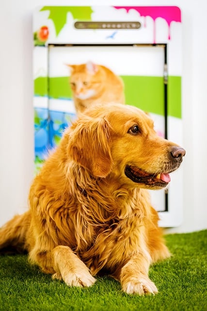 Free download golden retriever dog pet animal free picture to be edited with GIMP free online image editor