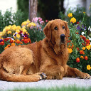 Golden Retriever Dog Theme  screen for extension Chrome web store in OffiDocs Chromium