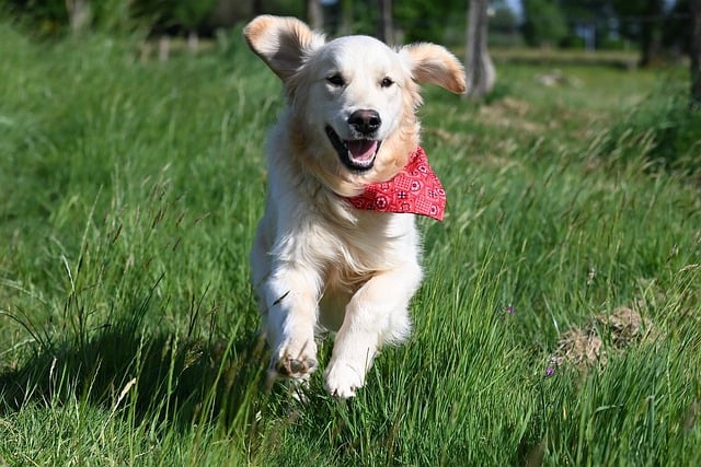 Free download golden retriever golden running free picture to be edited with GIMP free online image editor