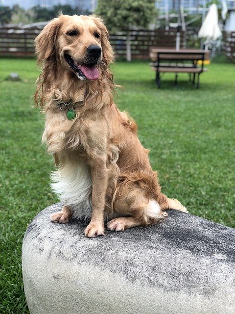 Free download Golden Retriever Outdoor Grass -  free photo or picture to be edited with GIMP online image editor