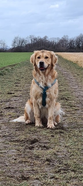 Free download golden retriever pet animal dog free picture to be edited with GIMP free online image editor