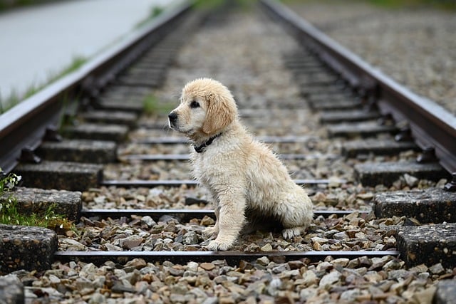 Free download golden retriever puppy amber free picture to be edited with GIMP free online image editor