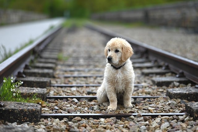 Free download golden retriever puppy amber animal free picture to be edited with GIMP free online image editor