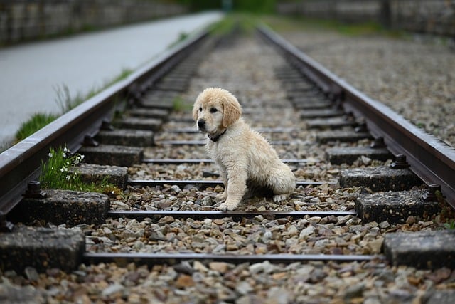 Free download golden retriever puppy amber puppy free picture to be edited with GIMP free online image editor