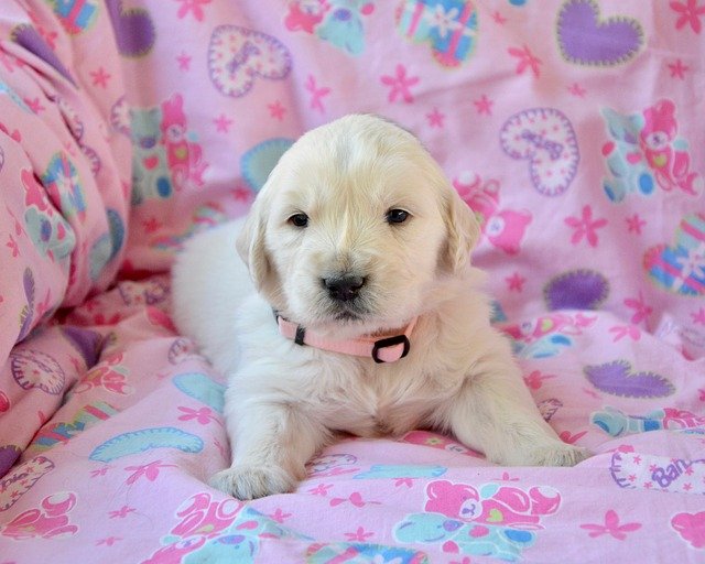 Free download Golden Retriever Puppy Pup Bitch -  free photo or picture to be edited with GIMP online image editor