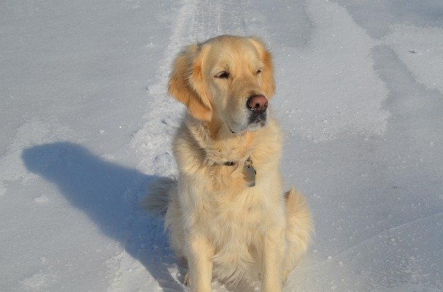הורדה חינם Golden Retriever Snow Sitting - תמונה או תמונה בחינם לעריכה עם עורך התמונות המקוון GIMP