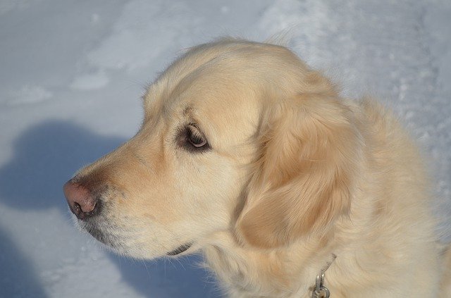 Free download Golden Retriever Snow Winter -  free photo or picture to be edited with GIMP online image editor