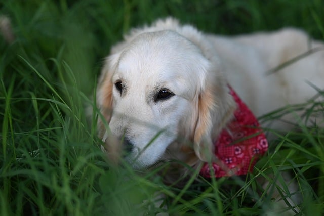 Free download golden retriever vyctorio animal dog free picture to be edited with GIMP free online image editor