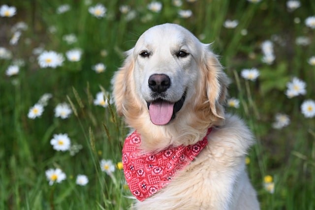 Free download golden retriever vyctorio dog doggie free picture to be edited with GIMP free online image editor