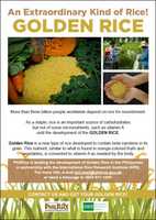 Free download Golden Rice A 4 free photo or picture to be edited with GIMP online image editor