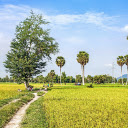 Golden rice fields  screen for extension Chrome web store in OffiDocs Chromium