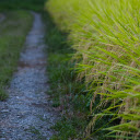 Golden rice fields laden with flowers  screen for extension Chrome web store in OffiDocs Chromium