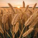 golden rice field wallpaper  screen for extension Chrome web store in OffiDocs Chromium