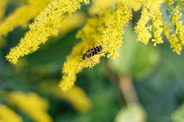 Unduh gratis Goldenrod Insect Yellow - foto atau gambar gratis untuk diedit dengan editor gambar online GIMP