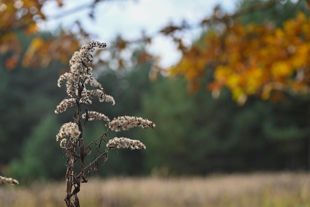 Gratis download guldenroede natuur plant herfst herfst gratis foto om te bewerken met GIMP gratis online afbeeldingseditor