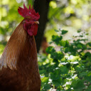 Golden rooster  screen for extension Chrome web store in OffiDocs Chromium