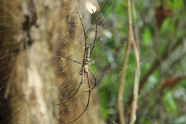 Free picture Golden Silk Spider Weird -  to be edited by GIMP free image editor by OffiDocs