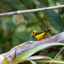 Golden sparrow  screen for extension Chrome web store in OffiDocs Chromium