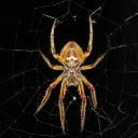 Golden spider  screen for extension Chrome web store in OffiDocs Chromium