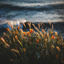 Golden Sunset Blooms  screen for extension Chrome web store in OffiDocs Chromium