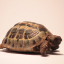 Golden Turtle  screen for extension Chrome web store in OffiDocs Chromium