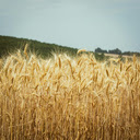 Golden Wheat Fields  screen for extension Chrome web store in OffiDocs Chromium