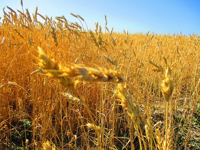 Free download Golden Wheat Ripe -  free free photo or picture to be edited with GIMP online image editor